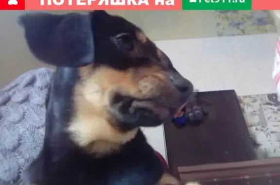 Пропала собака в д. Дуброво, Московская область