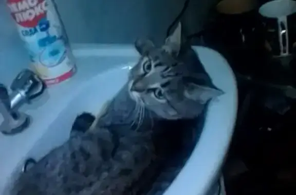 Объявления о пропавших и найденных животных, Шатура, фото: Пропала кошка Сима в Шатуре на улице Большевик