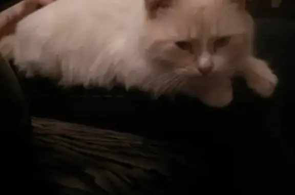 Кошки потеряшки, Тамбов, фото: Потеряшка кот Рафаэль на Комсомольской