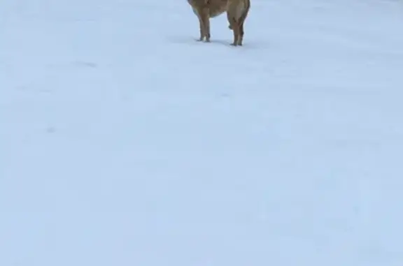 Пропала собака Лада в Югорске!