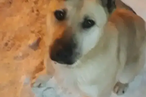 Найдена собака в Бугульме