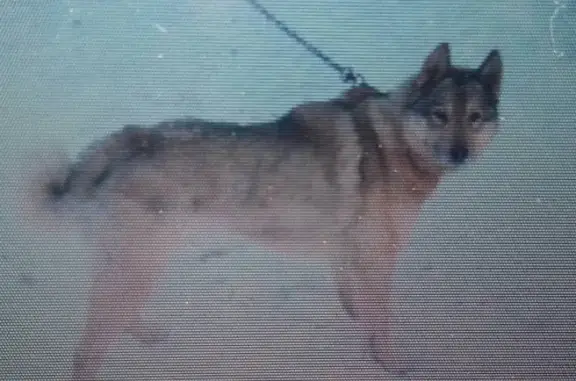 Пропала собака Шаман в Пермском крае