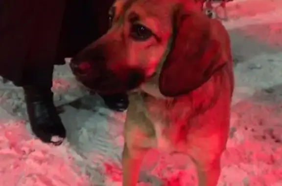 Найдена собака на остановке УРТ в Рязани