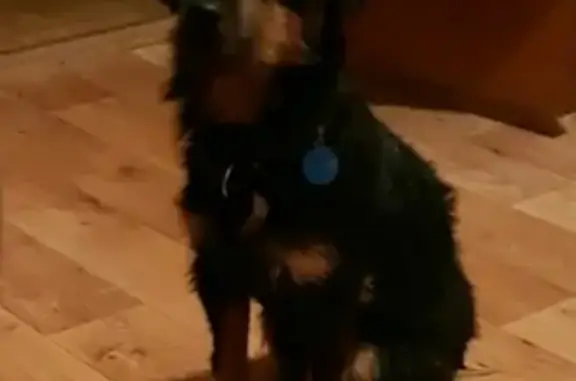 Пропала собака Немецкий ягдтерьер Сема в Самаре