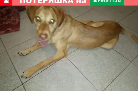 Срочно найдена собака в Оренбургской области