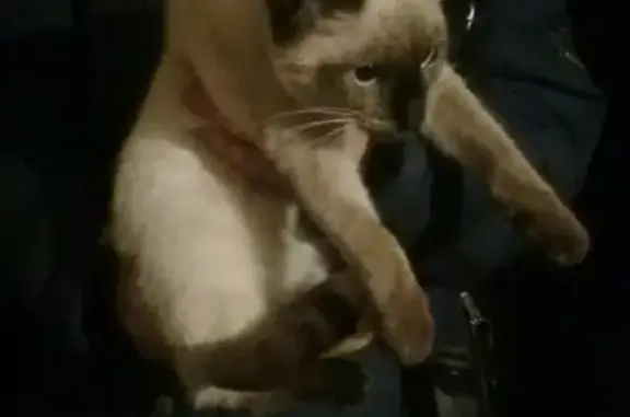 Найден сиамский котенок на ул. Абельмана