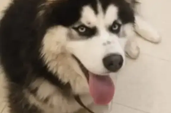 Найдена собака, Уфа, фото: Найдена собака в Парке лесоводов, Уфа