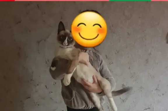 Кошки потеряшки, Ярославль, фото: Потеряшка кошка на ул. Труфанова, Дзержинский район