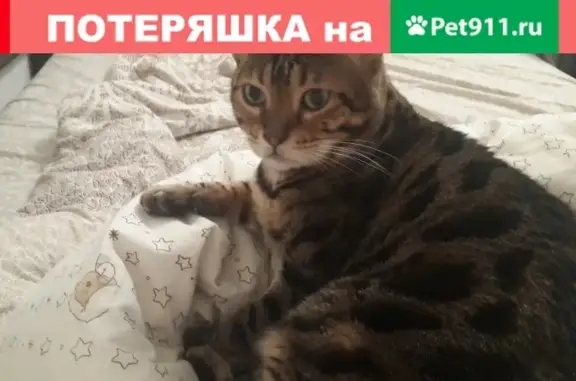Пропала кошка Бенгал по адресу: г. Апрелевка, ул. Июльская, д.4