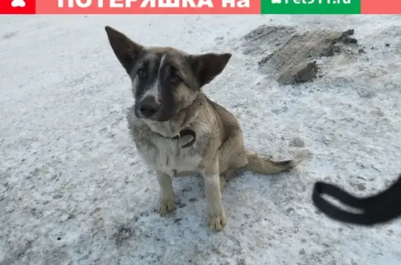 Найден щенок на улице Б.Хмельницкого