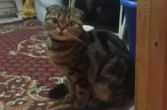Найдена кошка на Перегонном в Ишимбае