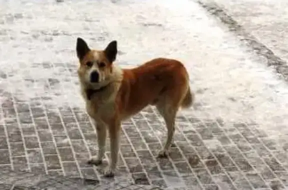 Найдена собака на Светотехстрое - ищем хозяев!