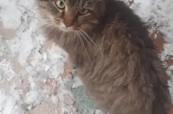 Найдена пушистая кошка на 22-м микр-не по Есенина, Липецк