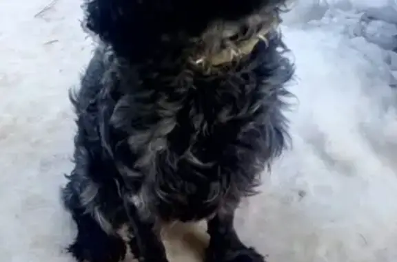 Собака найдена в Болхунах, ищем хозяина.