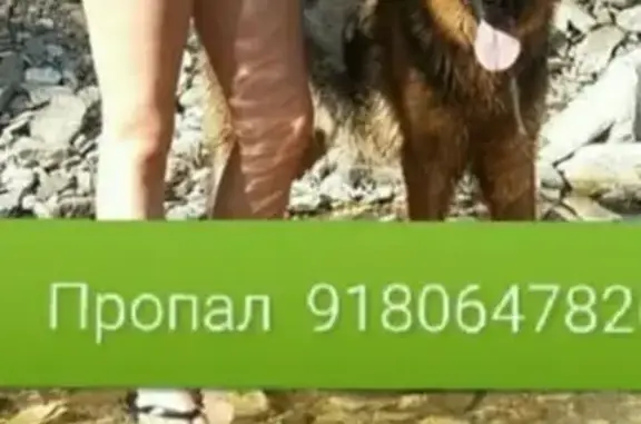 Пропала собака в районе 3 школы, звоните! (Крымск)
