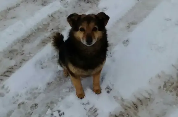 Пропала собака Данка на проспекте Кирова