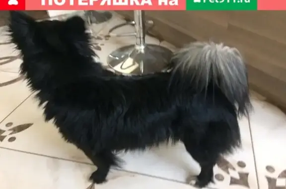 Найден пёс на пр. Ленинградском, ищем хозяев