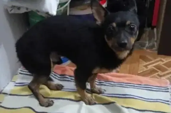Найдена собака в Новокузнецке, помощь в поиске