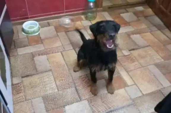 Пропала собака в Усинске, район молочной кухни