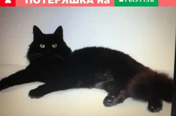 Пропал черный кот в Казани, нужна помощь!