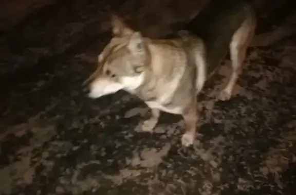 Найдена домашняя собака в Орехово-Зуево
