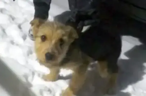 Найден щенок в деревне Старое Михайловское