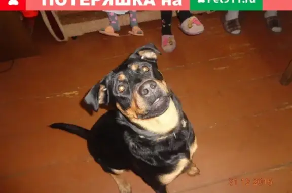 Пропала собака на улице Володарского