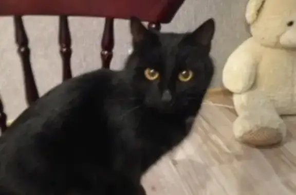 Найдена черная кошка на Окружном шоссе 26, звоните