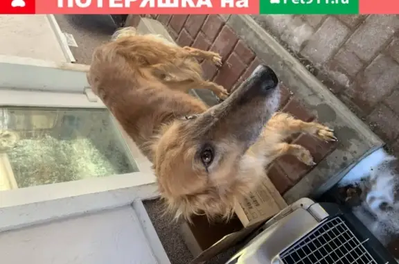 Собака найдена в Репном, Воронежская обл.