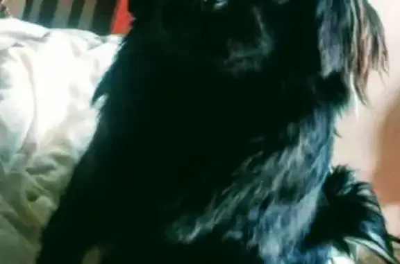 Потерянные животные Засопкинское, фото: Пропала собака в ДНТ Усадьба, ищем Японского хина Соню!