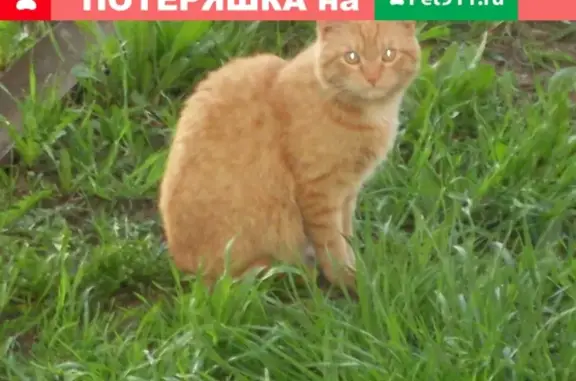Пропал кот Рыжик, ул. Победы 7А, Нефтекамск.