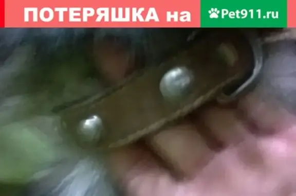 Найдена собака на Ухтомского, 12А