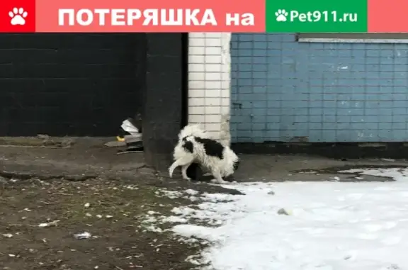 Собака без хозяина на Инициативной, Москва