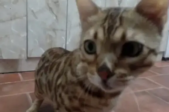 Найдена Бенгальская кошка в Челябинске.