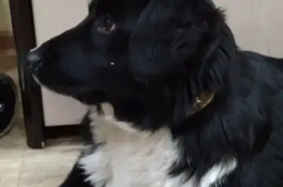 Найдена собака на Байкальской, ошейник с ценником 82.