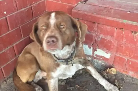 Потеряшка-собака на остановке в Новокубанске