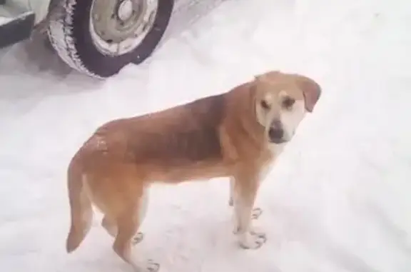 Найдена собака на ст. Елюзань в Кузнецке