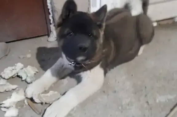 Пропала собака Акита Американская в Челябинске