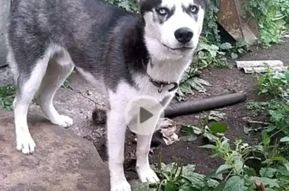 Пропала собака породы хаски в Кумертау, Республика Башкортостан