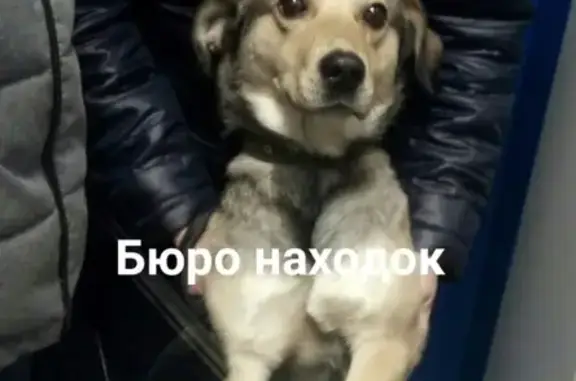 Пропала собака Стёпа в Архангельске