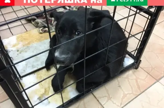 Пропала собака Милка в Среднедевятово, Республика Татарстан