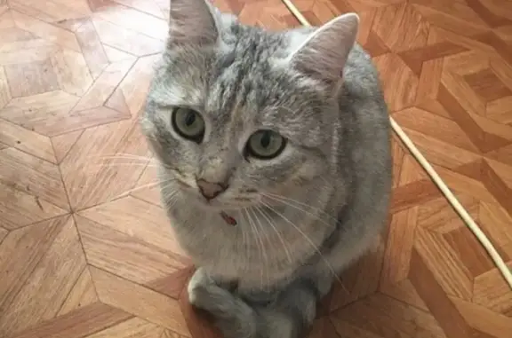 Пропала кошка на улице Дубровинской, Борисоглебск