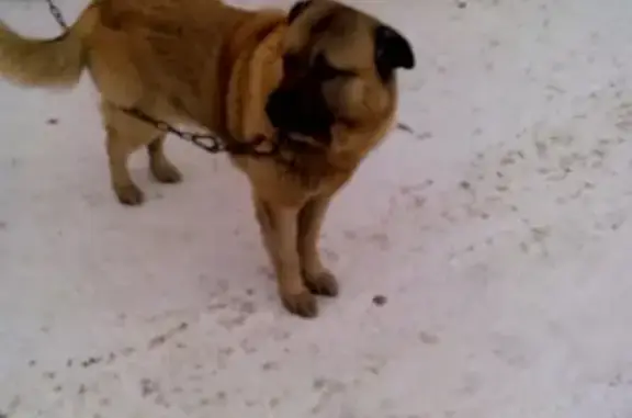 Собаки потеряшки, Нижний Новгород, фото: Потеряшка собака ДЖЭК в Н. Новгороде