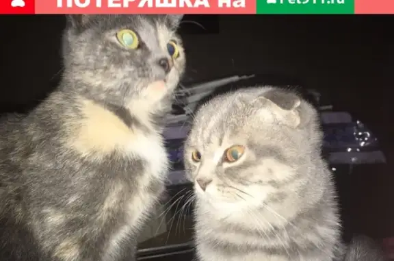 Пропала кошка и котенок на Ленина, 64 в Нефтекамске, Республика Башкортостан.