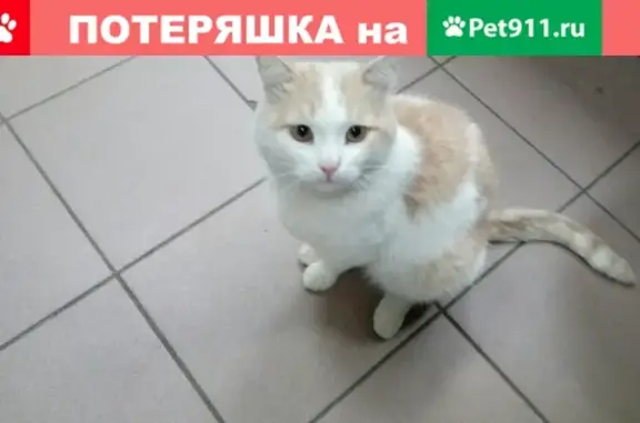 Пропал кот по ул. Кирпичного завода, д. 14, Рязань.