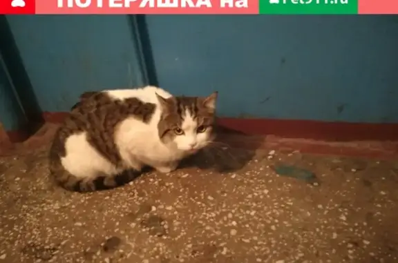 Найдена кошка на ул. Дзержинского 9а