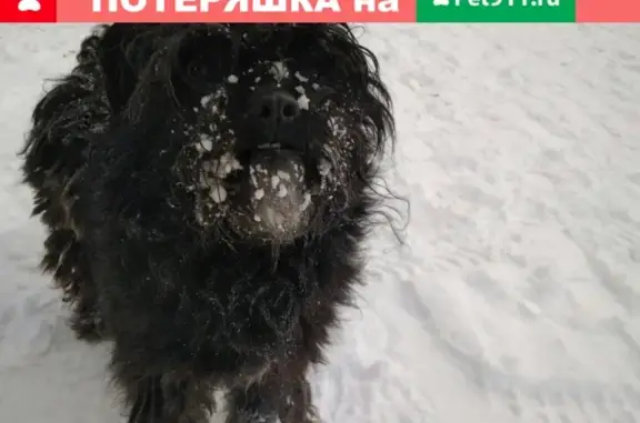 Пропала собака Филя возле Строительного техникума в Березниках
