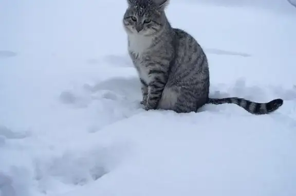 Кошки потеряшки, поселок городского типа Фряново, фото: Потеряшка кот Шаня во Фряново, Малая Набережная, вознаграждение!
