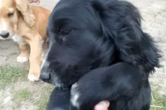 Собаки потеряшки, Байкаловское, фото: Потеряшкаи две годовалые собаки в деревне Ирек, Тюменская область, контактный телефон 89088679000.