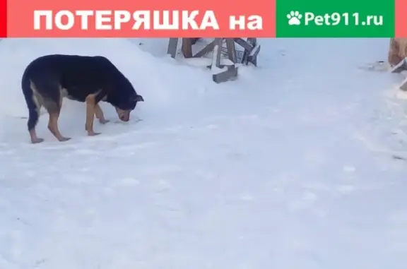 Найден черно-рыжий пес в селе Ембаево (Тюменская обл.)